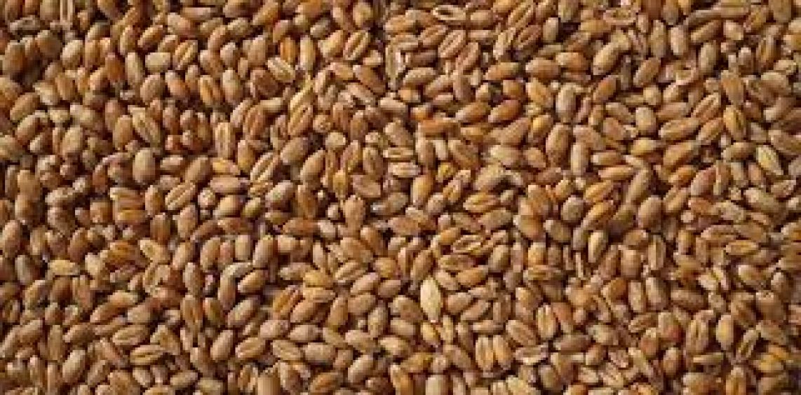 Sprzedaż  pszenicy PASZOWEJ  ze zbiorów 2023 - 250 ton