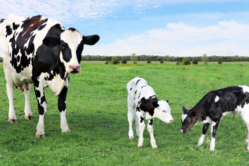 Mnoga ciąża u krowy - szczęście czy kłopot?